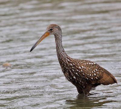 Limpkin