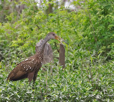 Limpkin