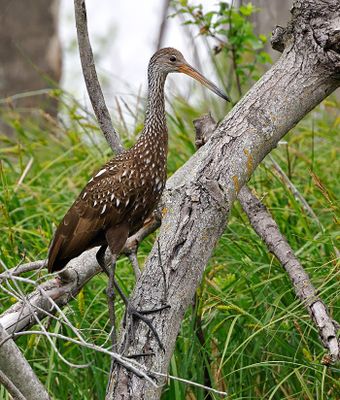 Limpkin