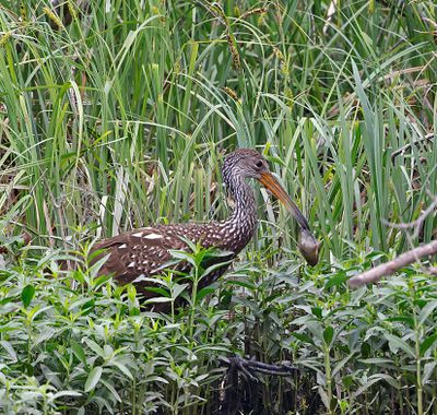 Limpkin