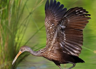 Limpkin