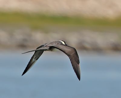 Long-tailed Jaeger