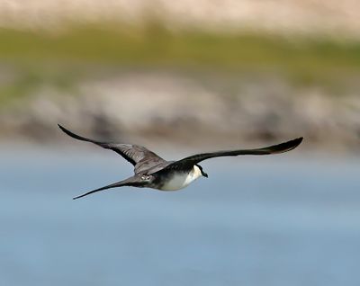 Long-tailed Jaeger