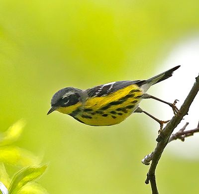 Magnolia Warbler