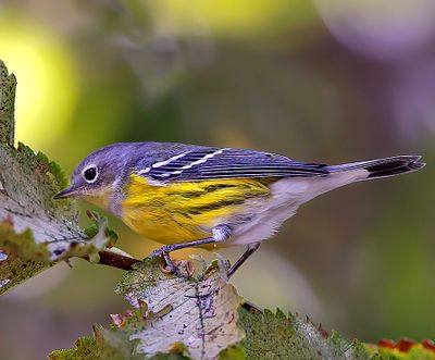 Magnolia Warbler