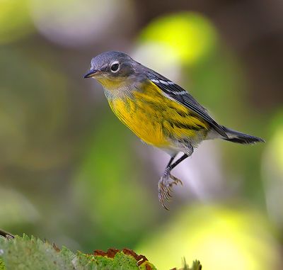 Magnolia Warbler