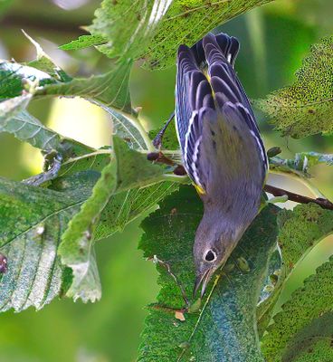 Magnolia Warbler
