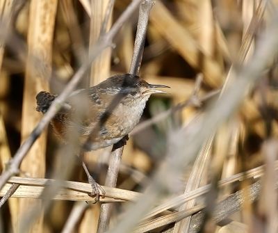 Marsh Wren