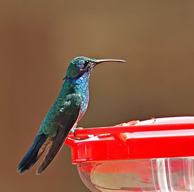 Mexican Violetear