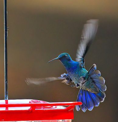 Mexican Violetear