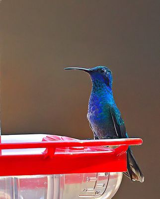 Mexican Violetear