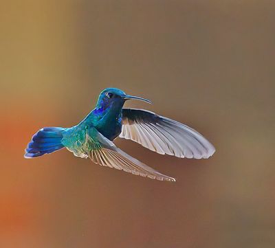 Mexican Violetear