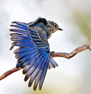 Mountain Bluebird