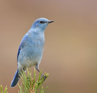 Mountain Bluebird