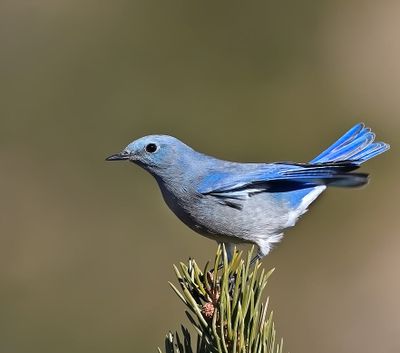 Mountain Bluebird