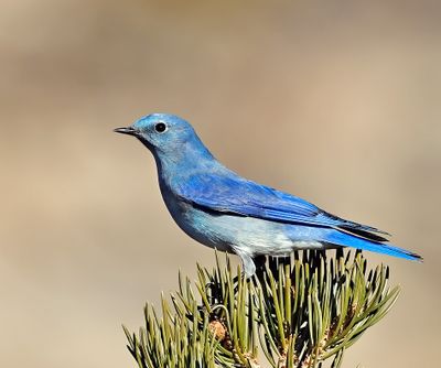 Mountain Bluebird