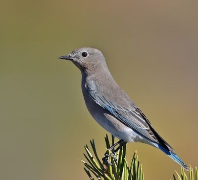 Mountain Bluebird