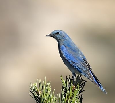 Mountain Bluebird