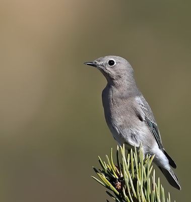 Mountain Bluebird