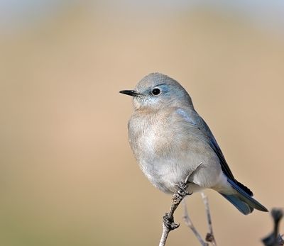 Mountain Bluebird