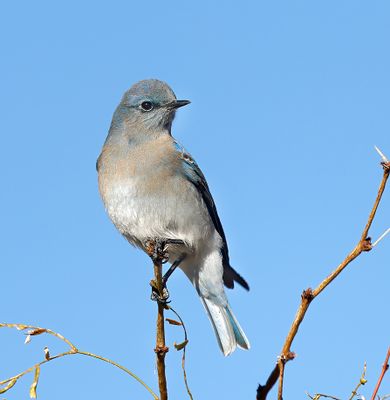 Mountain Bluebird