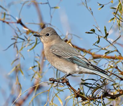 Mountain Bluebird