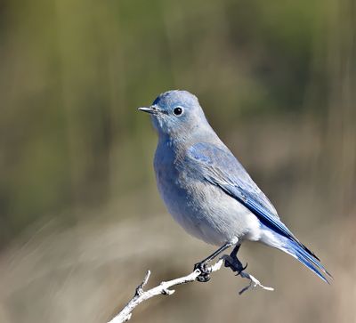 Mountain Bluebird