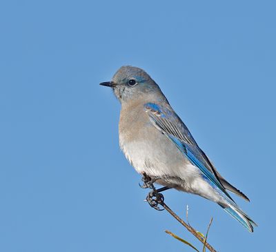 Mountain Bluebird
