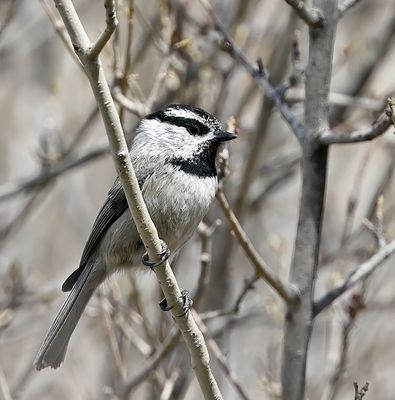 Mountain Chickadee