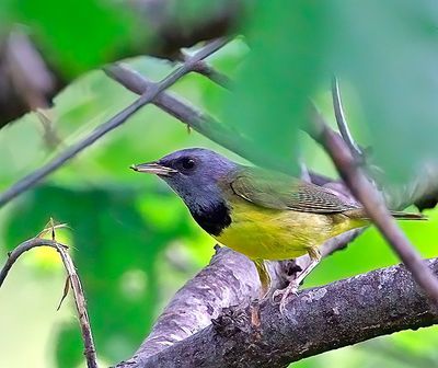 Mourning Warbler