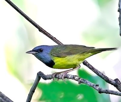 Mourning Warbler
