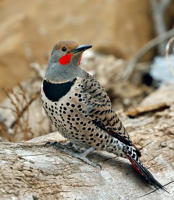 Northern Flicker