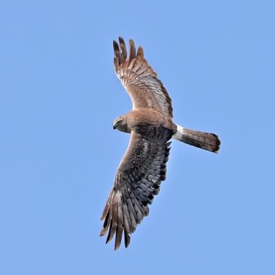 Northern Harrier