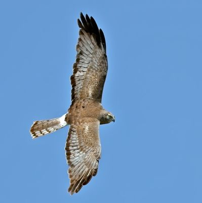 Northern Harrier