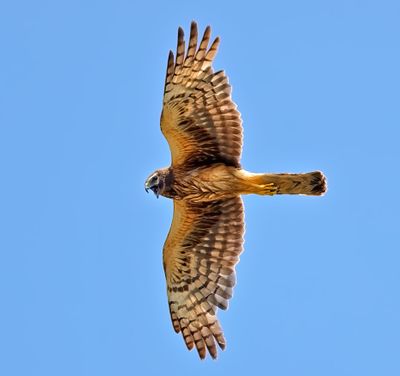 Northern Harrier