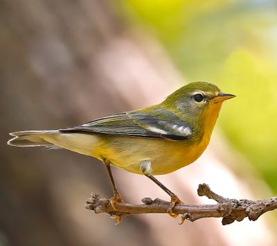 Northern Parula