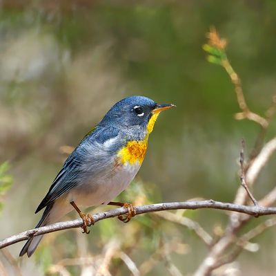 Northern Parula