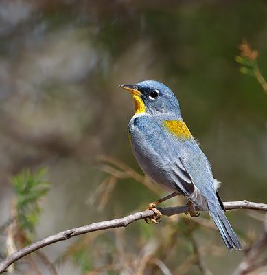 Northern Parula
