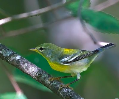 Northern Parula