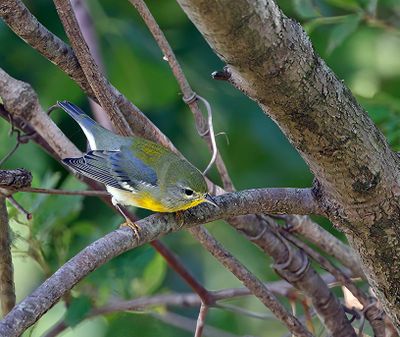 Northern Parula