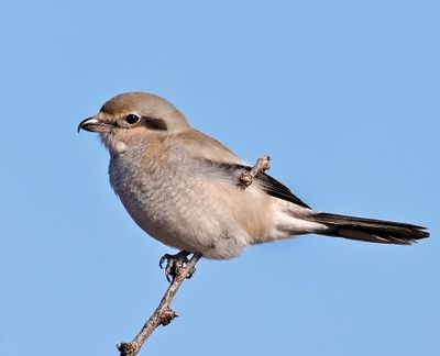 Northern Shrike