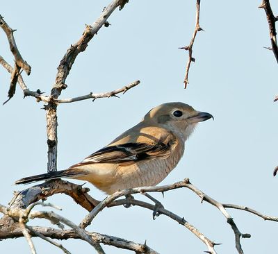 Northern Shrike