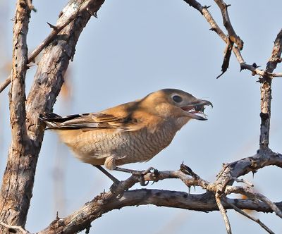 Northern Shrike