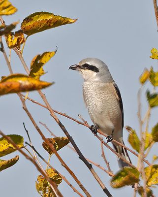 Northern Shrike