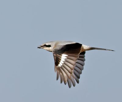 Northern Shrike