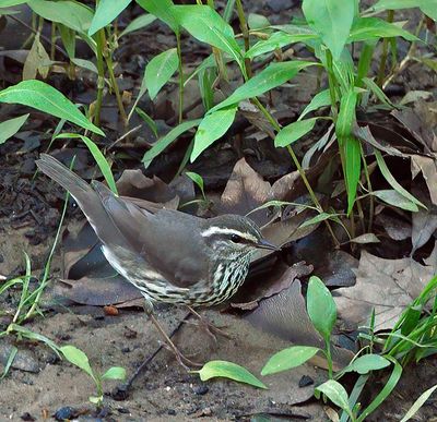 Northern Waterthrush