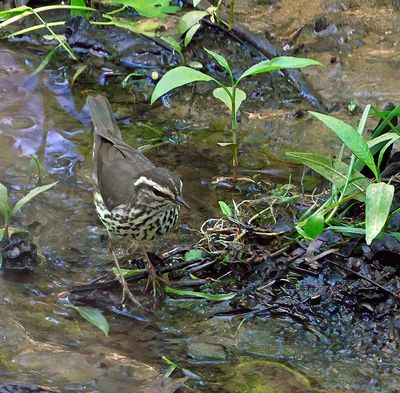 Northern Waterthrush