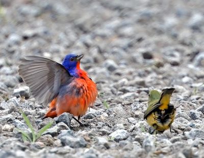 Painted Buntings