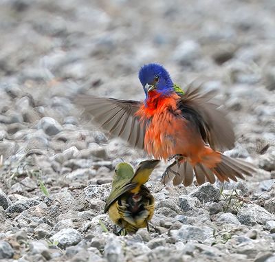 Painted Buntings