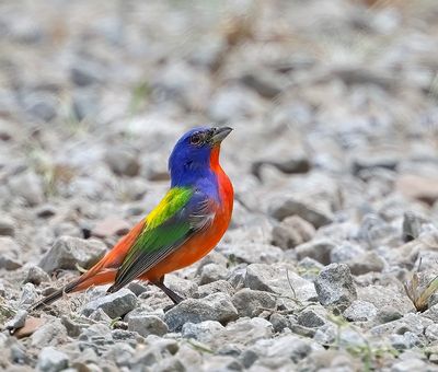 Painted Bunting
